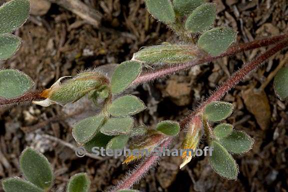 acmispon brachycarpus 7 graphic